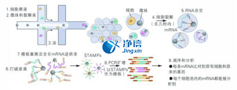 中國人自己的單細(xì)胞測序儀來了！